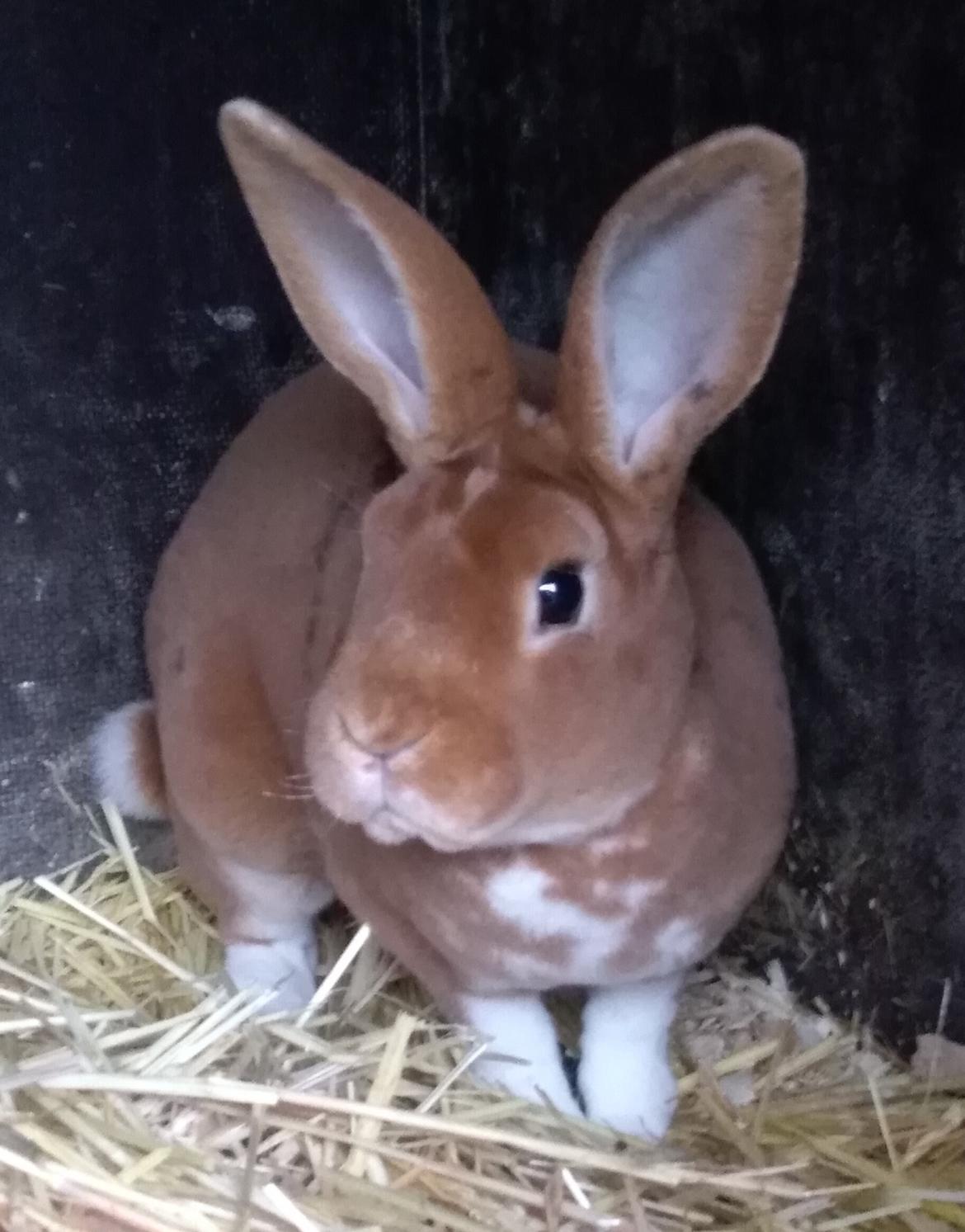 Rex-kaninerne fra Rex4you.dk - 4you Mandarin. Orange kappetegnet/ gepard hun. billede 3