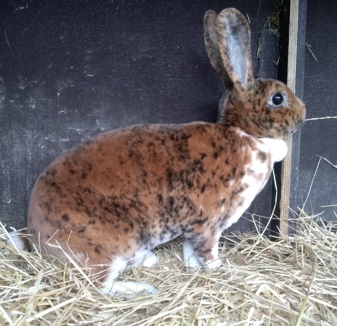 Rex-kaninerne fra Rex4you.dk - Oline. Gepard hun billede 4