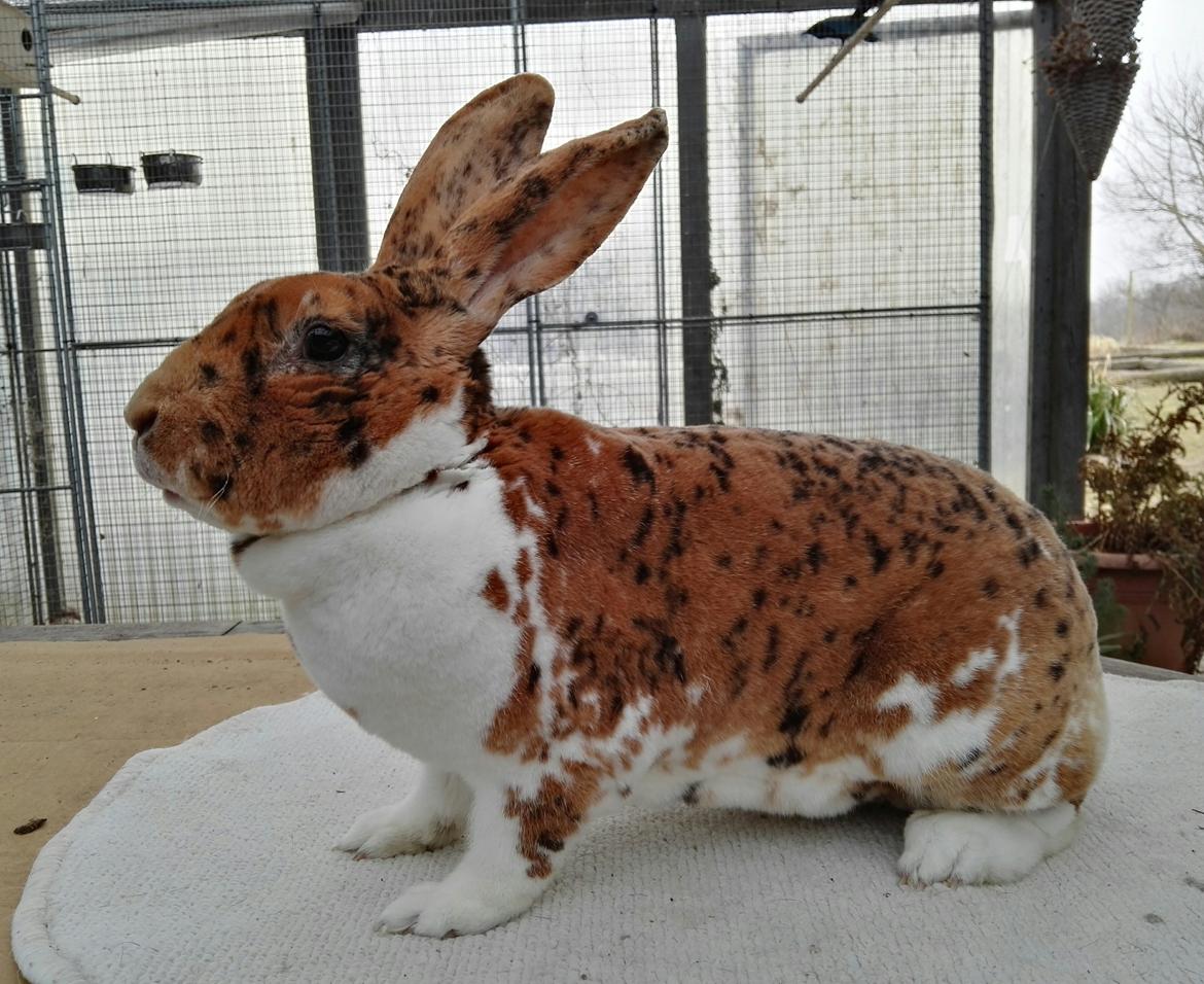 Rex-kaninerne fra Rex4you.dk - 4you 4spot. Gepard hun. billede 5