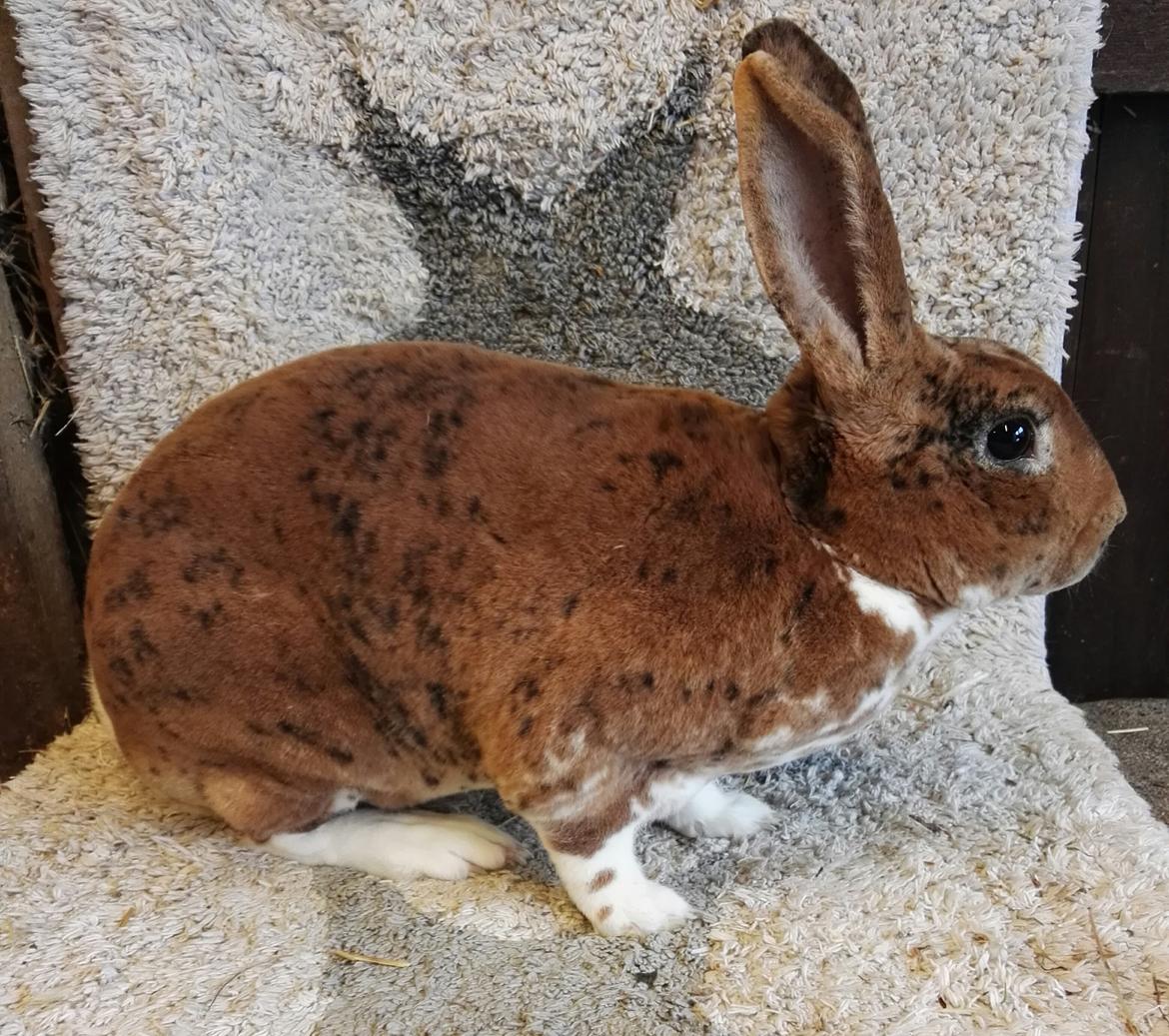 Rex-kaninerne fra Rex4you.dk - 4you Spot on. Gepard hun billede 6