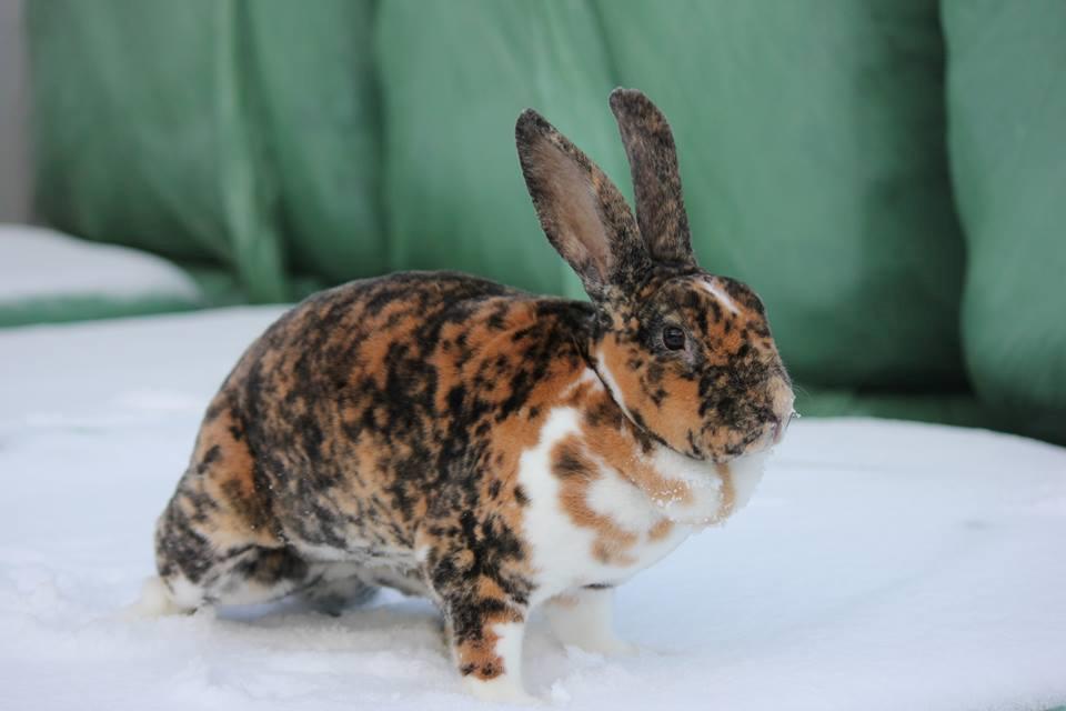Rex-kaninerne fra Rex4you.dk - DK`s Suzi. Gepard hun billede 7