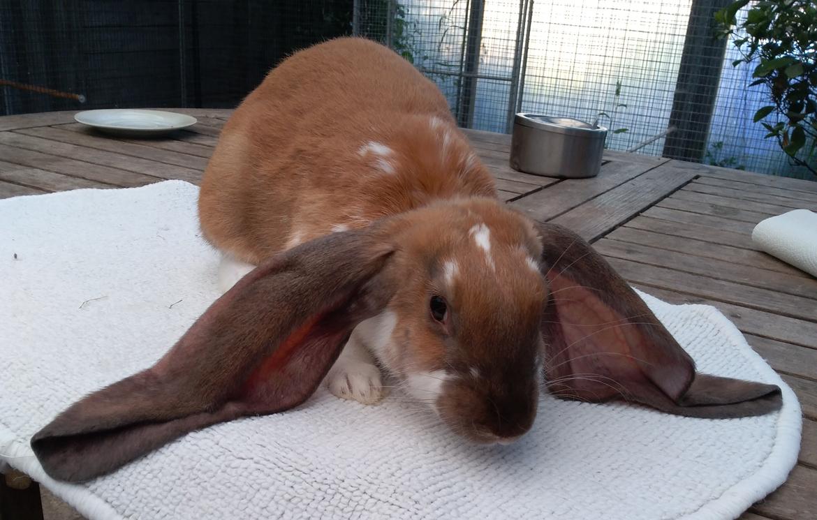Rex-kaninerne fra Rex4you.dk - Twix. Engelsk vædder hun.  billede 8
