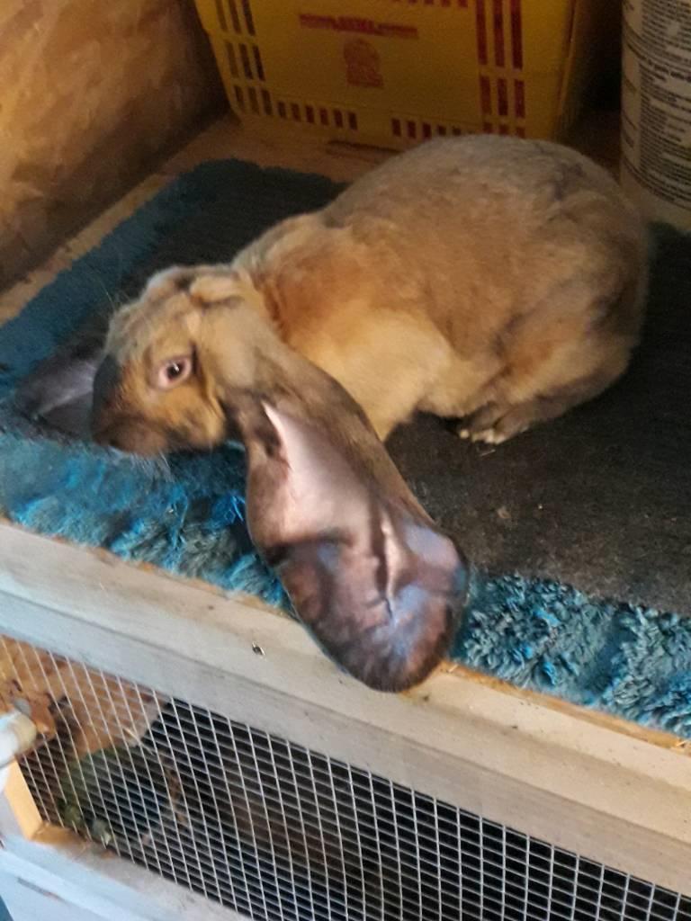 Rex-kaninerne fra Rex4you.dk - Jimmy Von Krüchten. Engelsk vædder han billede 9