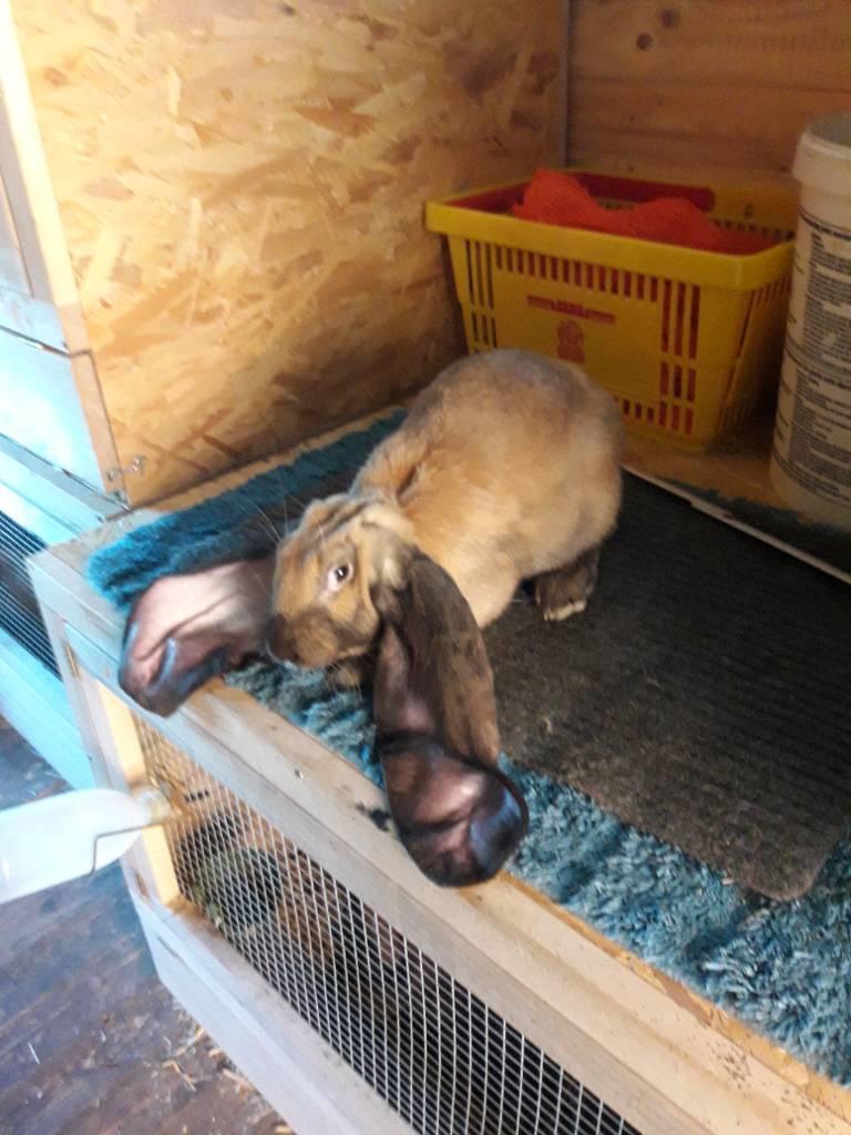 Rex-kaninerne fra Rex4you.dk - Elenora Von der Burg. Engelsk vædder hun billede 10