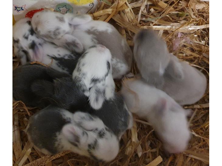 {{currentPhoto.altText}} billede {{currentPhoto.number}}