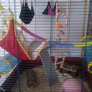 Her bor tammie og freja :)