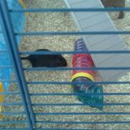 Her bor tammie og freja :)