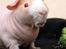 Pinky