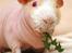 Pinky
