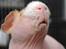 Pinky