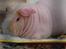 Pinky