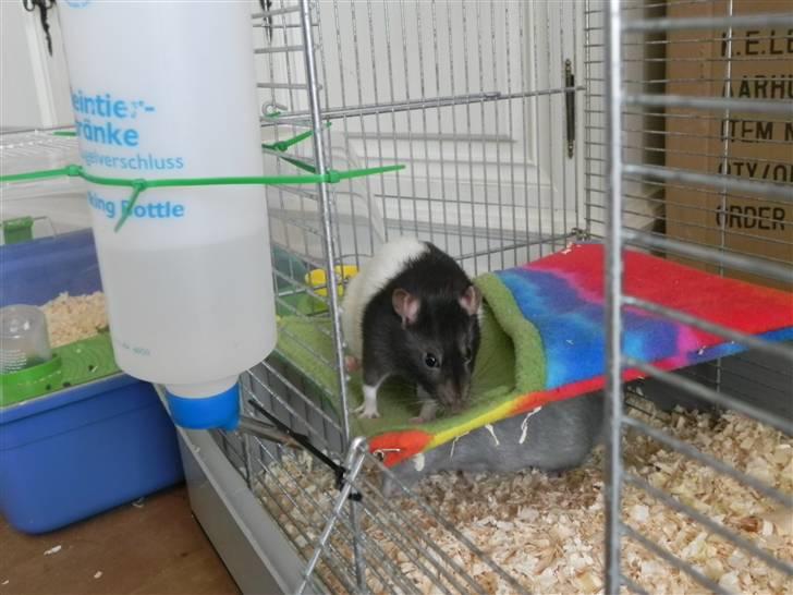 Bur indretning billede 2