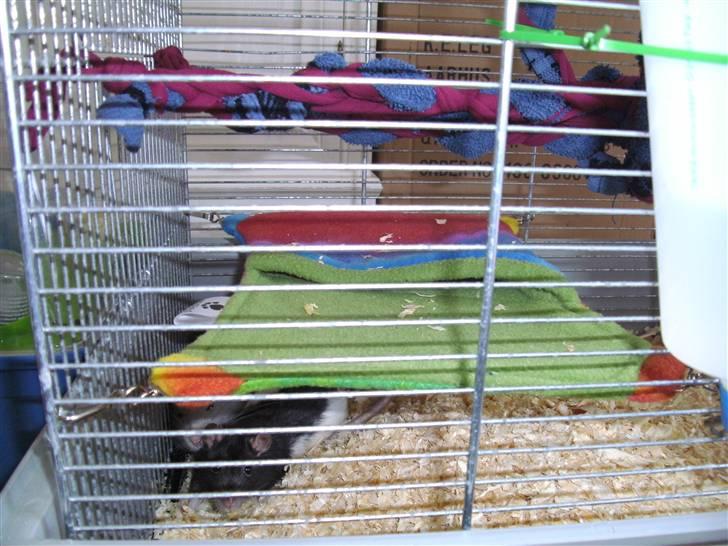 Bur indretning billede 5