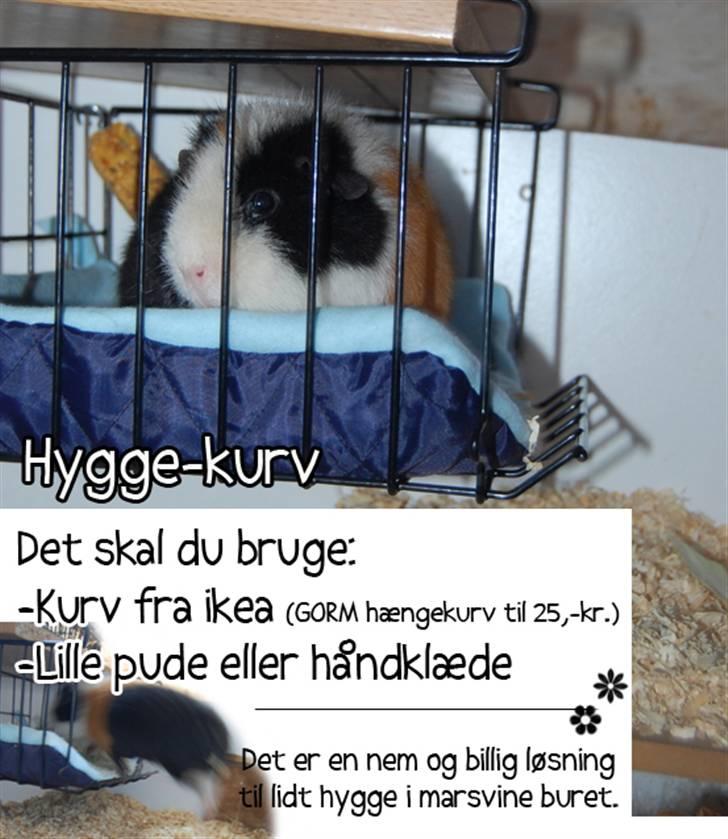 Tips, tricks og ideér, til marsvin - Sy stropper i puden så den sidder fast og ikke rutsjer rundt, så er marsvinet sikker også mere tryg ved det.
Lig lidt guffer op i kurven så skal de nok undersøge den, det er ikke alle marsvin der er helt tryk ved den.

Billedet er lavet af: (c) Copyright Little Feet! billede 2