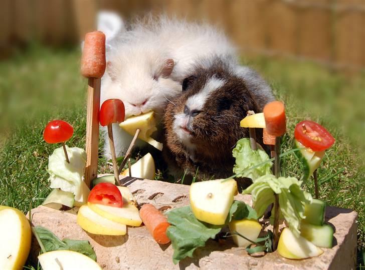 Tips, tricks og ideér, til marsvin - "mad legepladsen" i brug :) billede 4