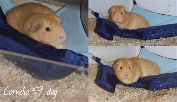 Tips, tricks og ideér, til marsvin - En hængekøje er et stort hit! 
her er det drægtige Cornelia som tager en slapper i hendes hængekøje, som er lavet med et gemmested nedenunder :) billede 6