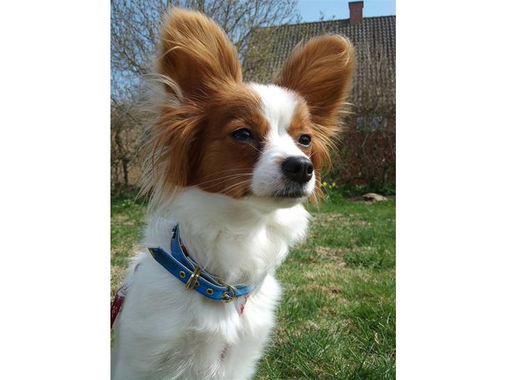 {{currentPhoto.altText}} billede {{currentPhoto.number}}