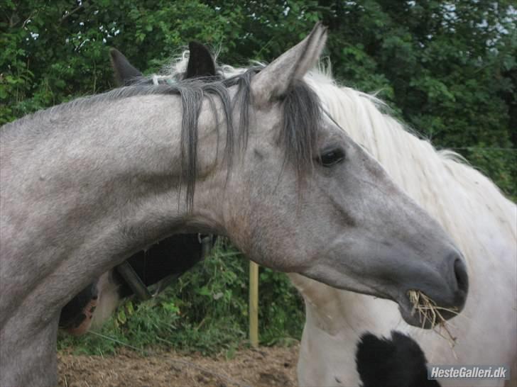 Mine heste basser <3 - India er min helt egen smukke babt hest, købte hende da hun var ½ år gammel og nu er hun 2 (10 april) jeg regner med at hun skal bruges til distance, og at jeg skal nå langt på hende.. men også dressur og spring skal der riddes på hende.. 
hun er havl araber og havl DV (: billede 6