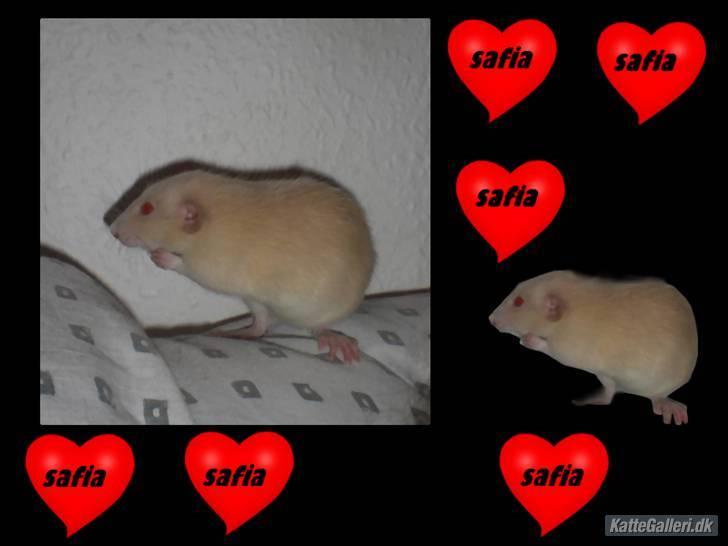 Redigered billeder af mine rotter - Safia. billede 2