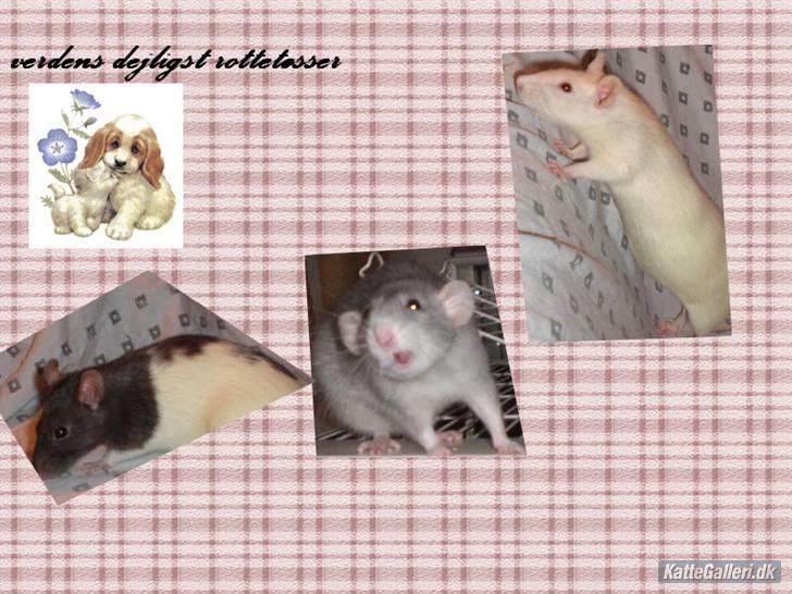 Redigered billeder af mine rotter - Yui, Andalusia og Fly. billede 3