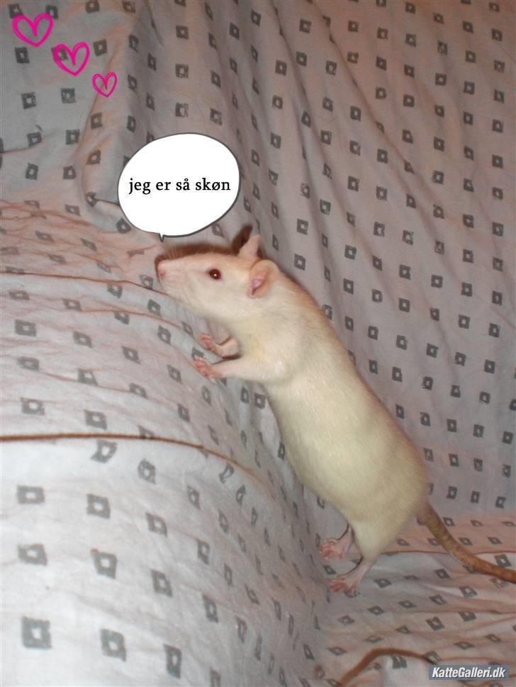 Redigered billeder af mine rotter - Fly. billede 5