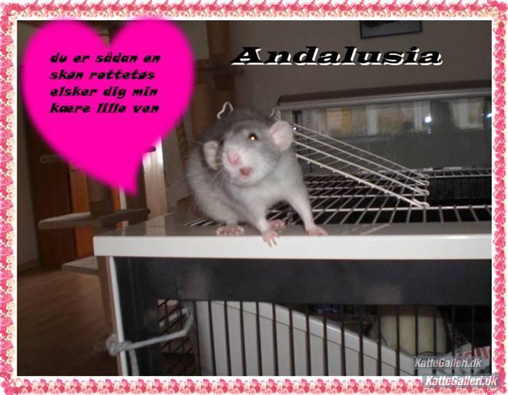 Redigered billeder af mine rotter - Andalusia. billede 6