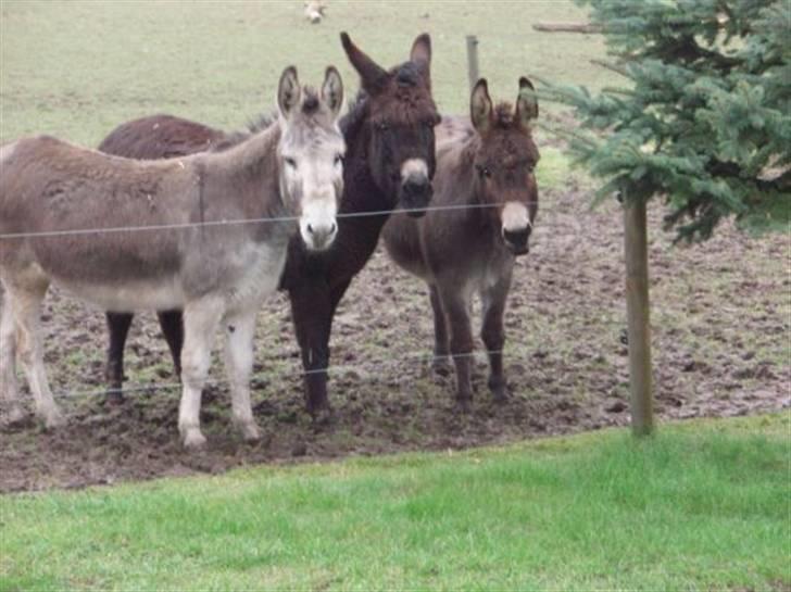 Mine dejlige æsler - Mine dejlige tre æsler. Forskellige af udseende og personlighed <3 billede 1