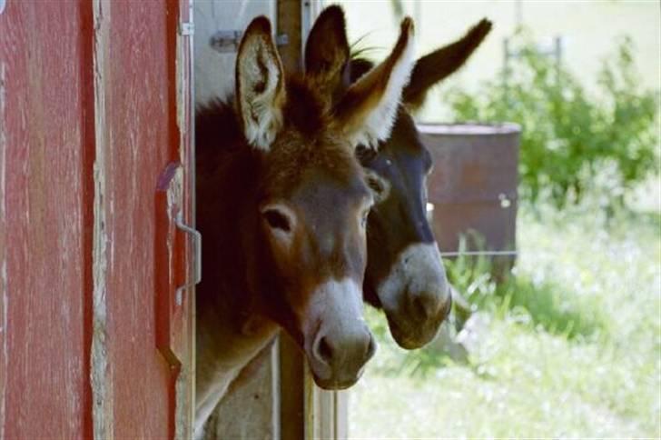 Mine dejlige æsler - De to æselpiger Julie og Puk. billede 2