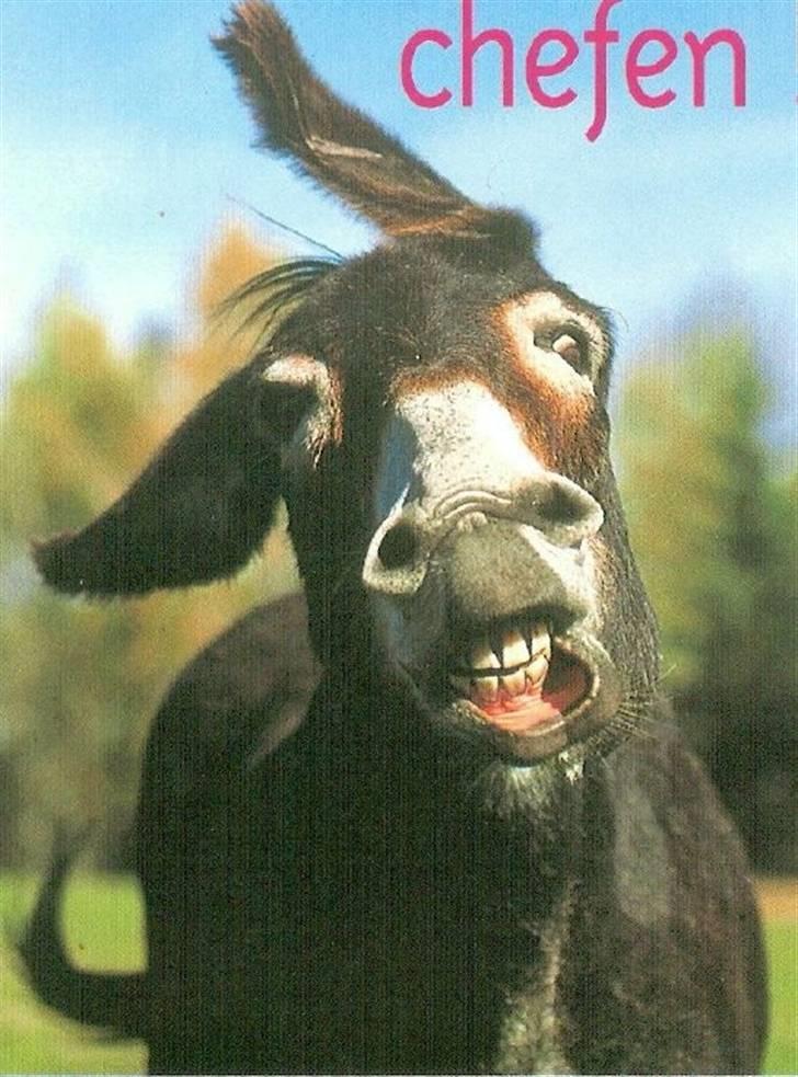 Mine dejlige æsler - Ja Puk er chefen i flokken, og her har vi fanget hende i en sjov grimasse :-D billede 3