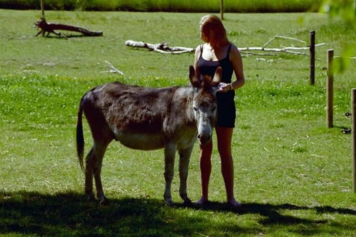 Mine dejlige æsler - Charmetrolden Marius er i sit es. Som den eneste han (vallak) i flokken synes han det er guf at blive forkælet.  Én til en kontakt er lige noget han kan lide. Han har det med at jage de andre væk, så han kan få alt opmærksomheden. Derfor er det bedst at være flere derude, så alle kan nå at blive nusset. billede 4
