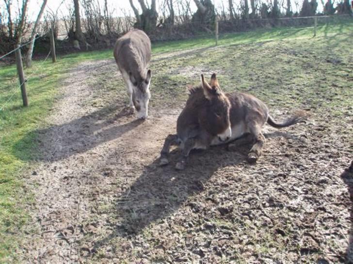 Mine dejlige æsler - Frække Julie :-) billede 6
