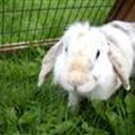 ¤ Cecilie Rosendal  ¤