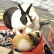 I Love You Perle og Felix  