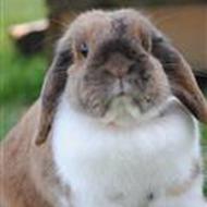 Cecilie Sténfeldt .