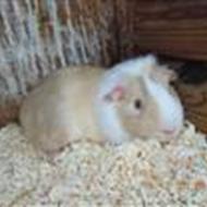 s.lc **+7000 Fredericicia+** .