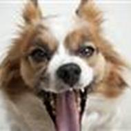 Maria Dilling ( Petphoto )