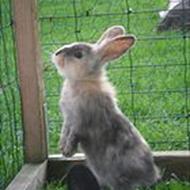 Louise - Directioner forever!