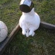 »Emma Darum . . R.I.P Ninus !