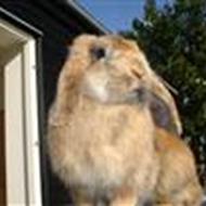 Klara &' tinke Klub mester! *