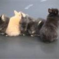 LadLad :D *Nu med unger!* : B