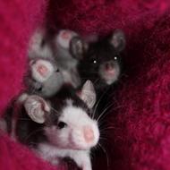 Lea | Heste og Gnaveejer.