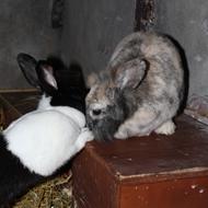  Sabrina ( Sinfull Heart&Sweetcorn*R.I.P Coco*<3 