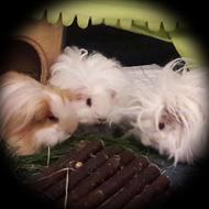 Jette N (",) og de fire puttegrise