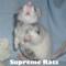 Supreme Rats .