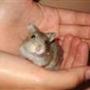 Hamsterwill <3 ´