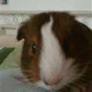 |Sofie + Futte *For evigt og altid* p