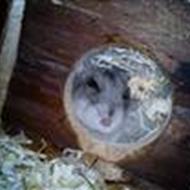 *Emma og den spring gale nougat! *