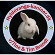 . Hyldevangs-Kaniner *DK Medlem* .