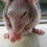 **stald woodstock** :