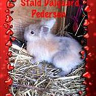 Stald Dalgaard P